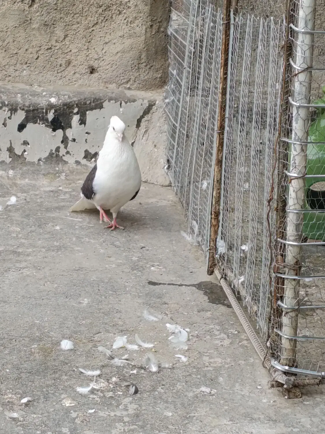 کفتر|پرنده|قم, ولیعصر|دیوار