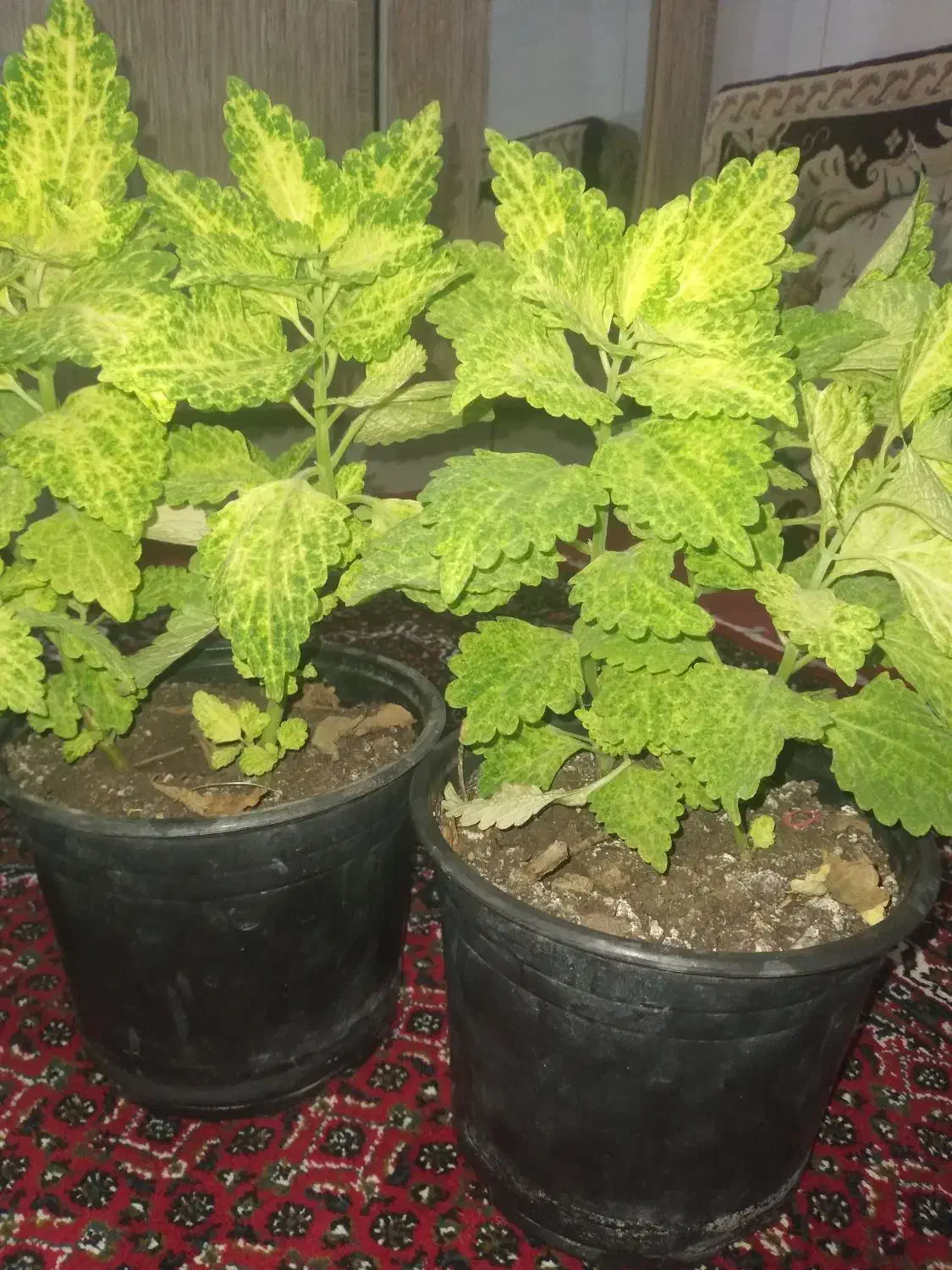 گل های زیبا|گل و گیاه طبیعی|جوانرود, |دیوار