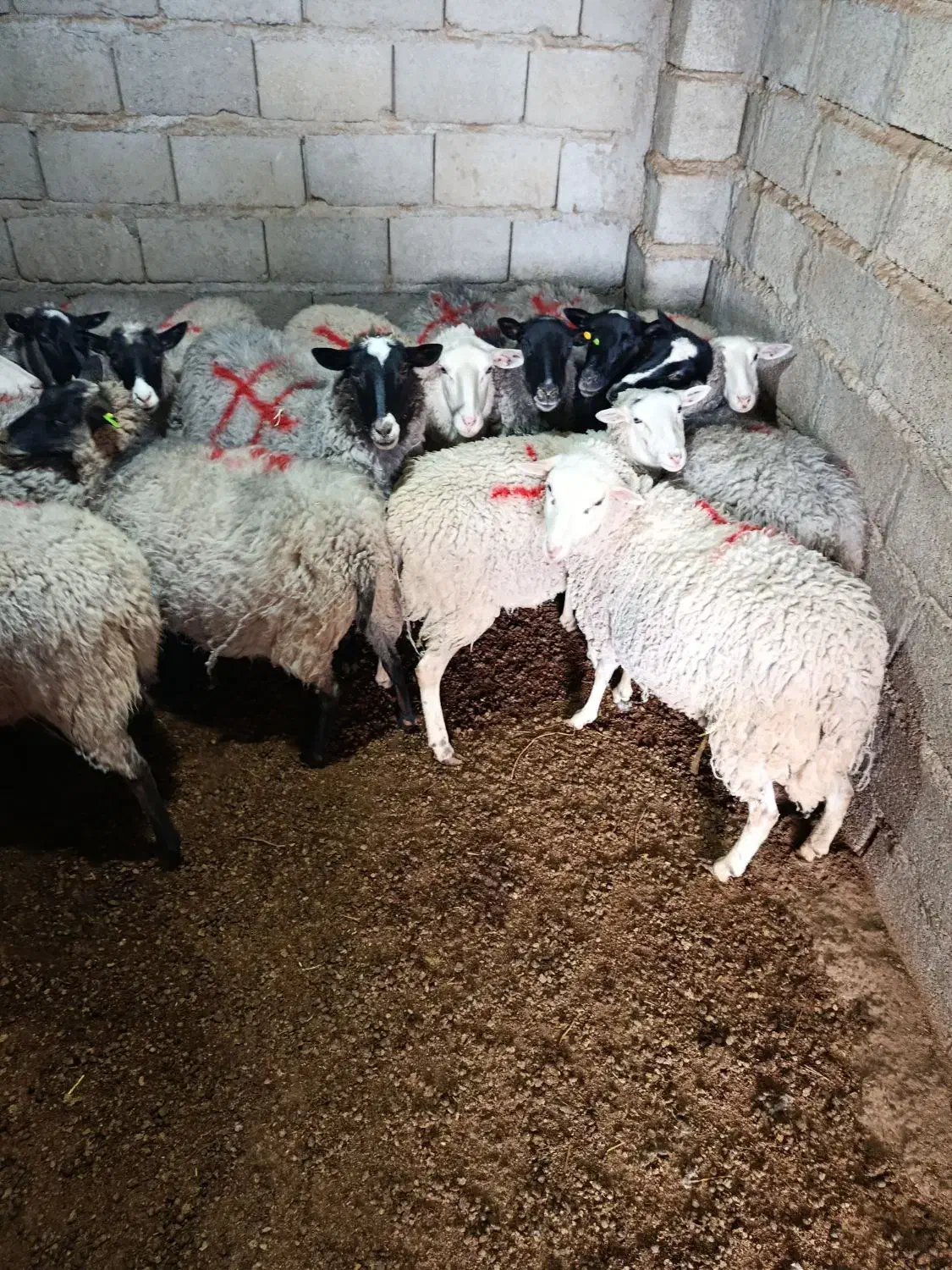 گوسفند رمانوف آبستن|حیوانات مزرعه|زرند, |دیوار