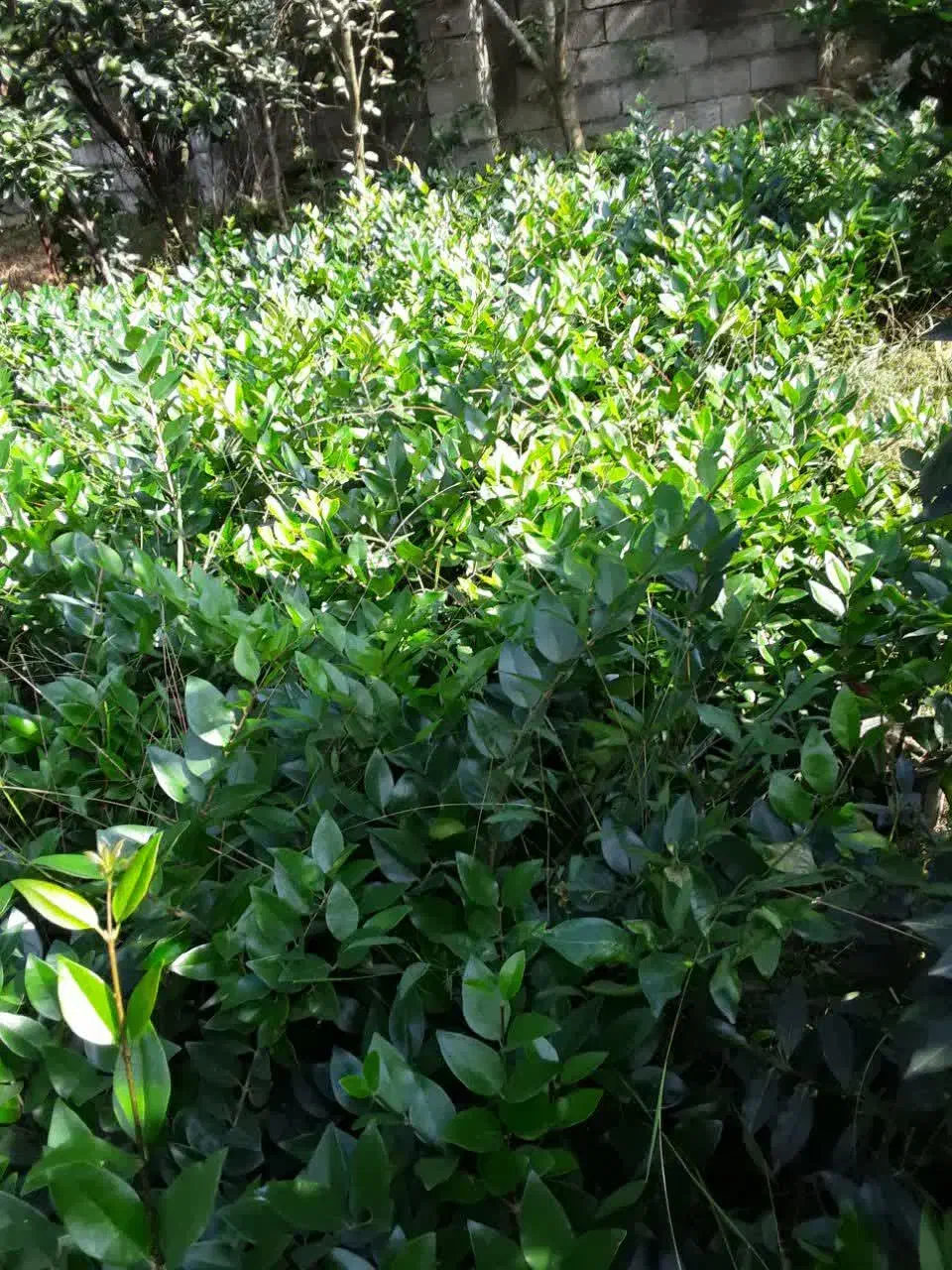 یاس|گل و گیاه طبیعی|چابکسر, |دیوار