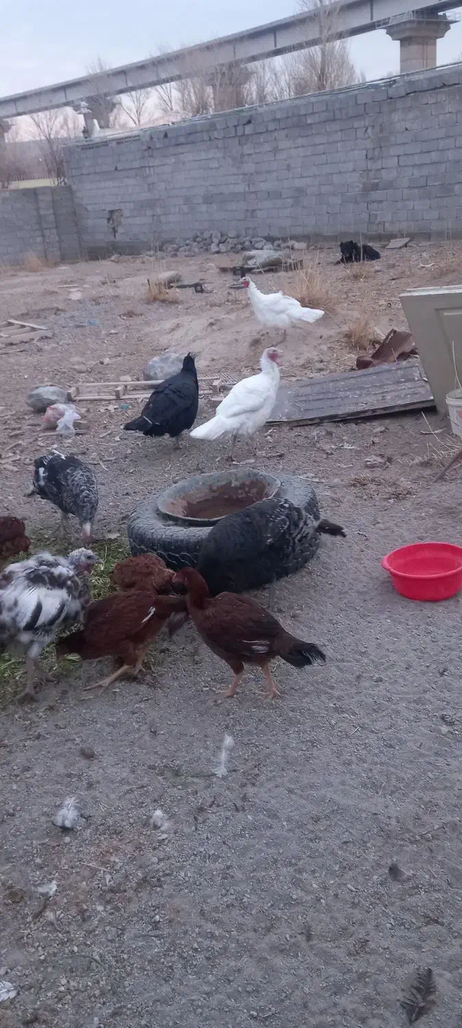 بوقلمون مرغ لاری|حیوانات مزرعه|باسمنج, |دیوار