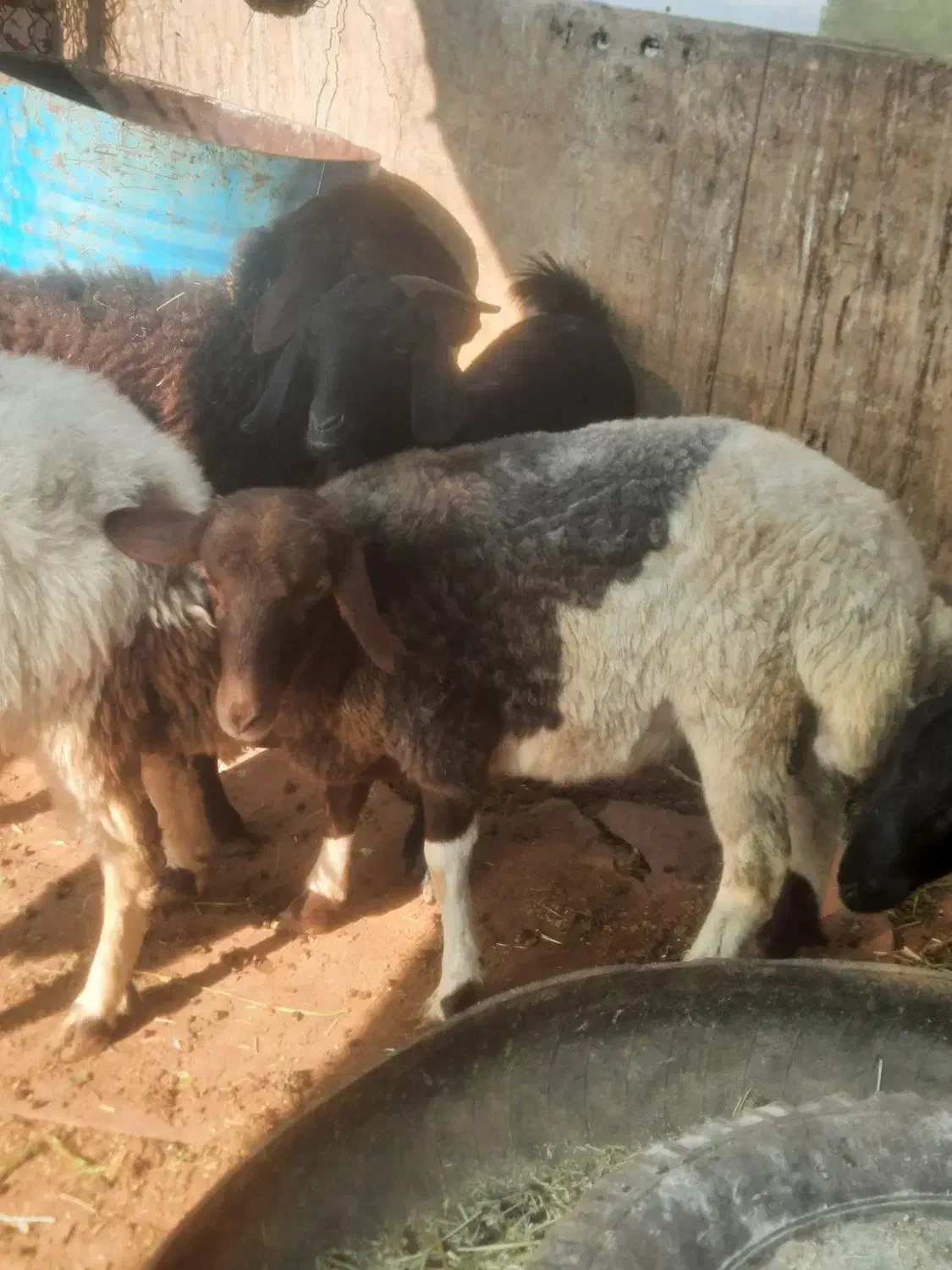 ۲ عدد بره پرواری|حیوانات مزرعه|سمنان, |دیوار