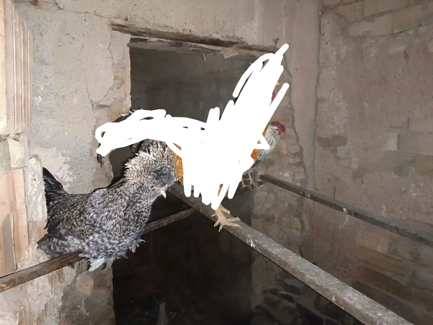 خروس|حیوانات مزرعه|نظرآباد, احمد آباد|دیوار