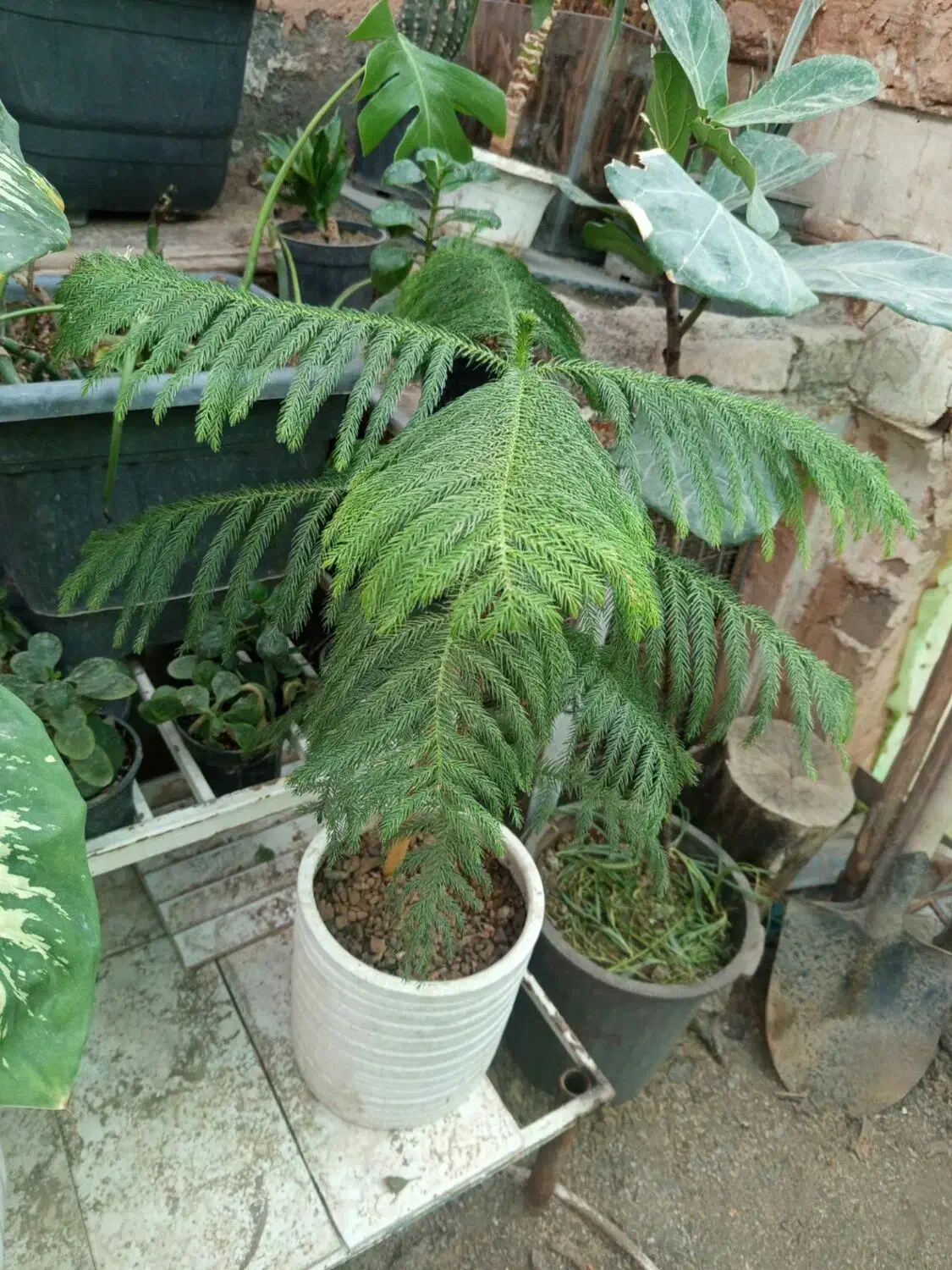 گل کاج مطبق یک عددسرحال وخشکل|گل و گیاه طبیعی|سبزوار, شرق کال جنوبی (شمس آبادی)|دیوار