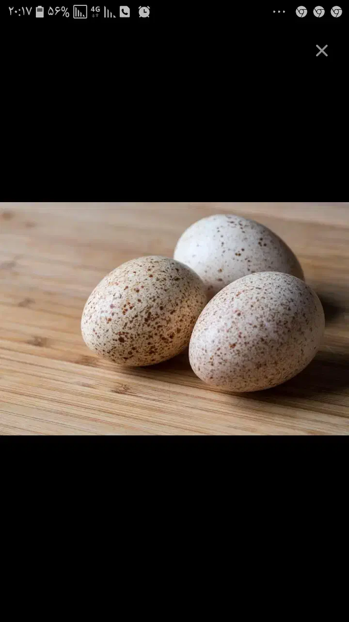 تخم نطفه دار بوقلمون|حیوانات مزرعه|قرچک, داوود آباد|دیوار