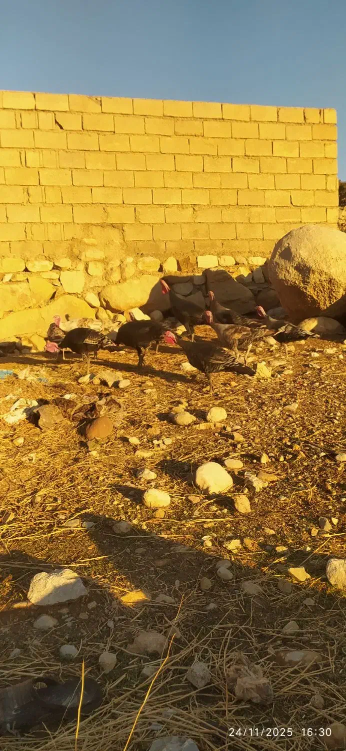 ۶عدد قلمون ماده ۲عددنر|حیوانات مزرعه|اندیمشک, |دیوار