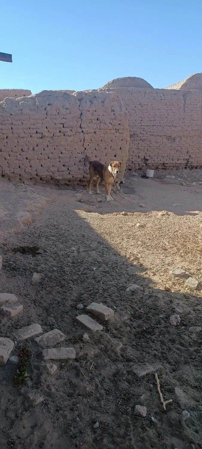 سگ خوب|سگ|بیرجند, |دیوار