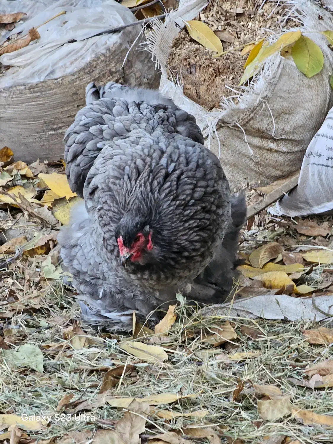 برهما اصیل|حیوانات مزرعه|بانه, |دیوار