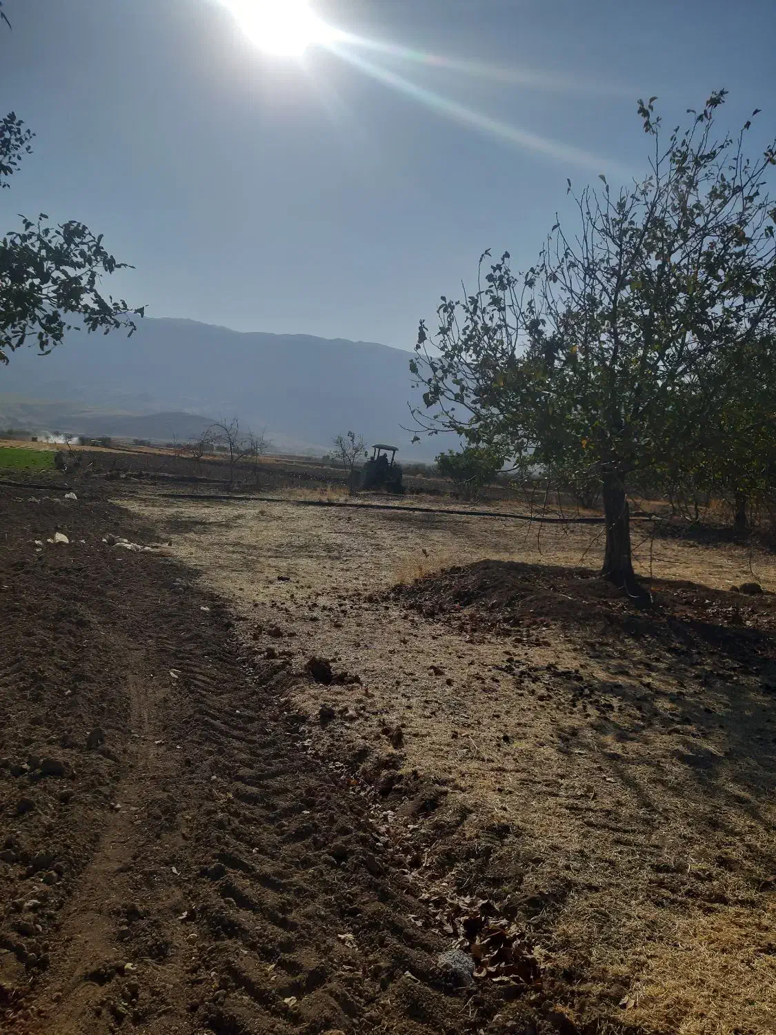 زمین کشاورزی بارانی درجه یک|فروش دفتر صنعتی، کشاورزی، تجاری|بیلوار, |دیوار