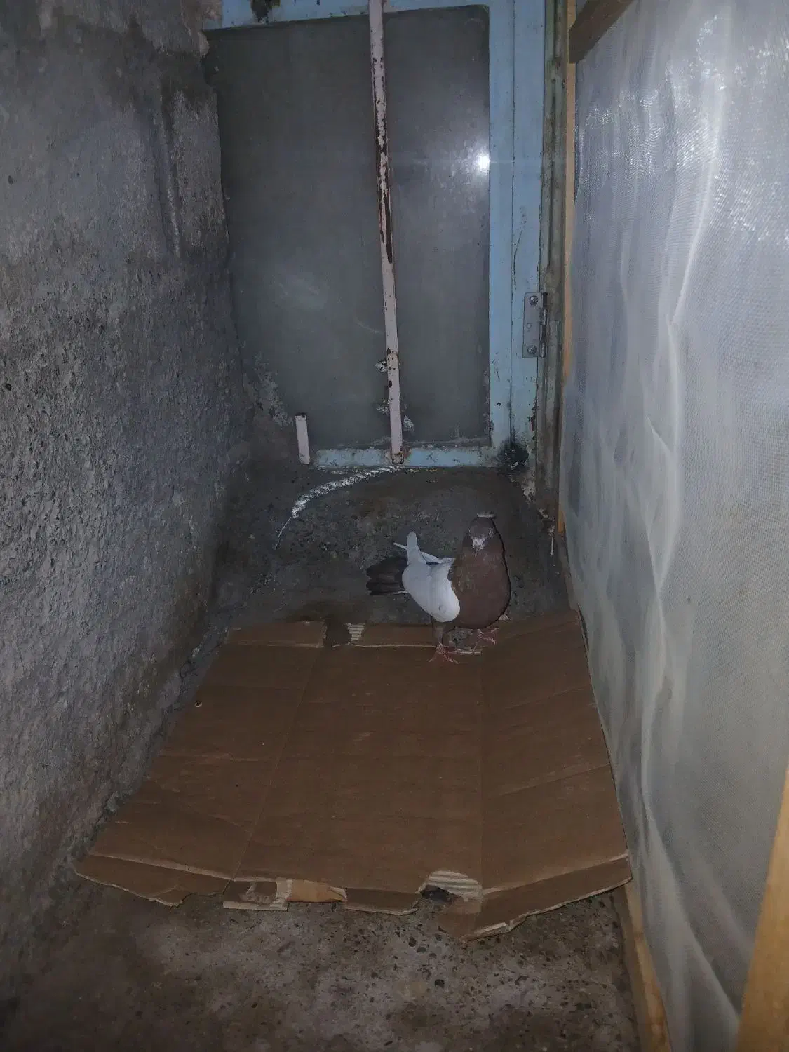 کبوتر سینه‌ای اصل|پرنده|ایواوغلی, |دیوار