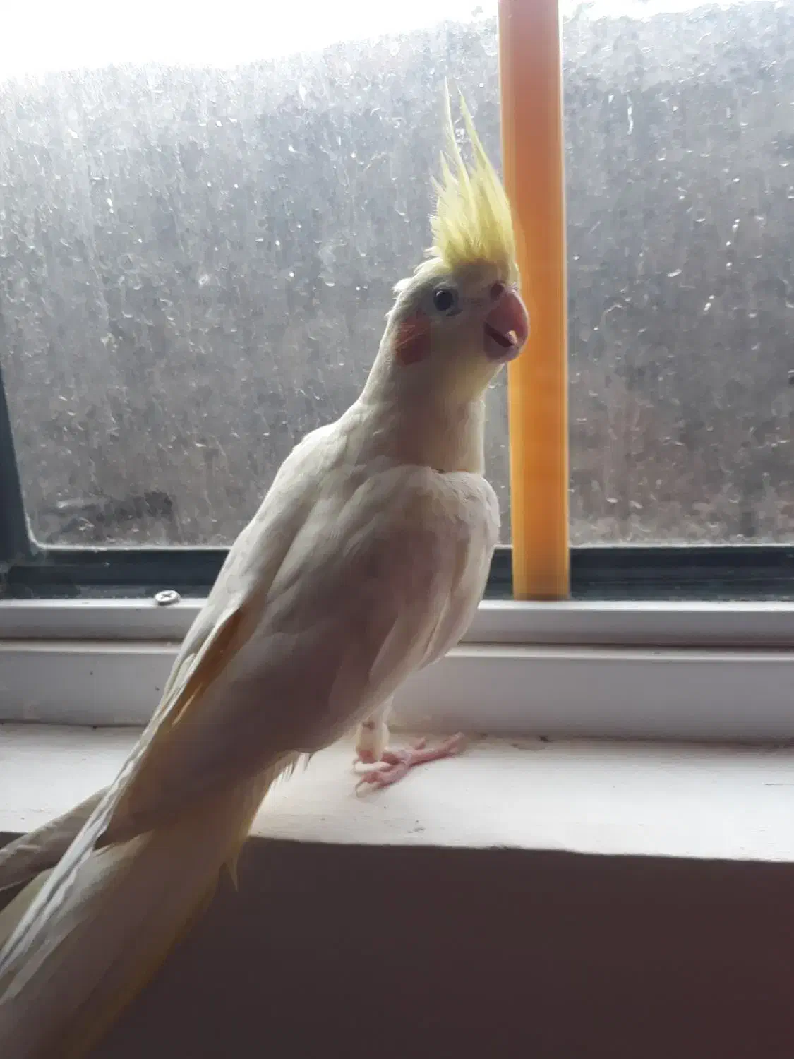 عروس هلندی|پرنده|فاضل آباد, |دیوار