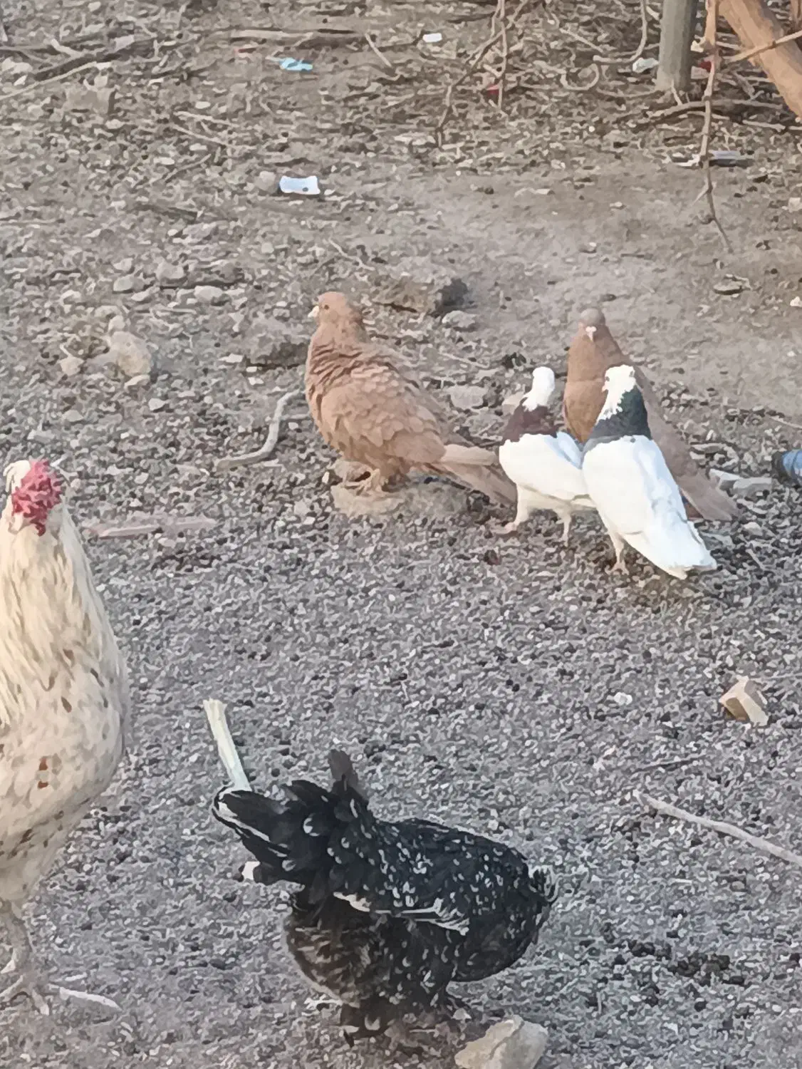 زرد گلی طوقی|حیوانات مزرعه|کرمان, |دیوار