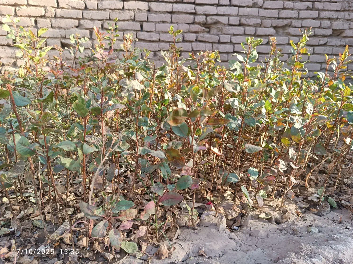 نهال پسته یکساله|خدمات باغبانی و درختکاری|شهرآباد, |دیوار