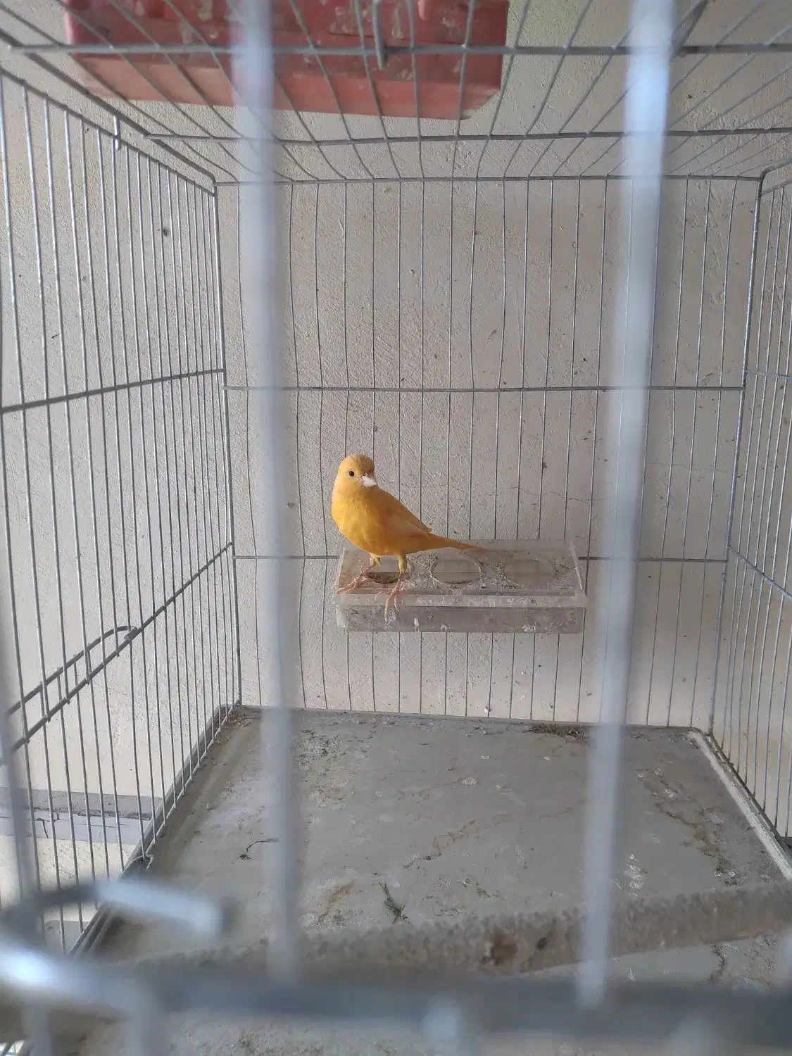 قناری رد فاکتور|پرنده|مبارکه, |دیوار