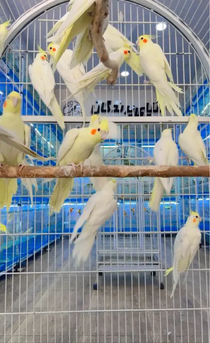 عروس هلندی|پرنده|شیراز, لب آب|دیوار