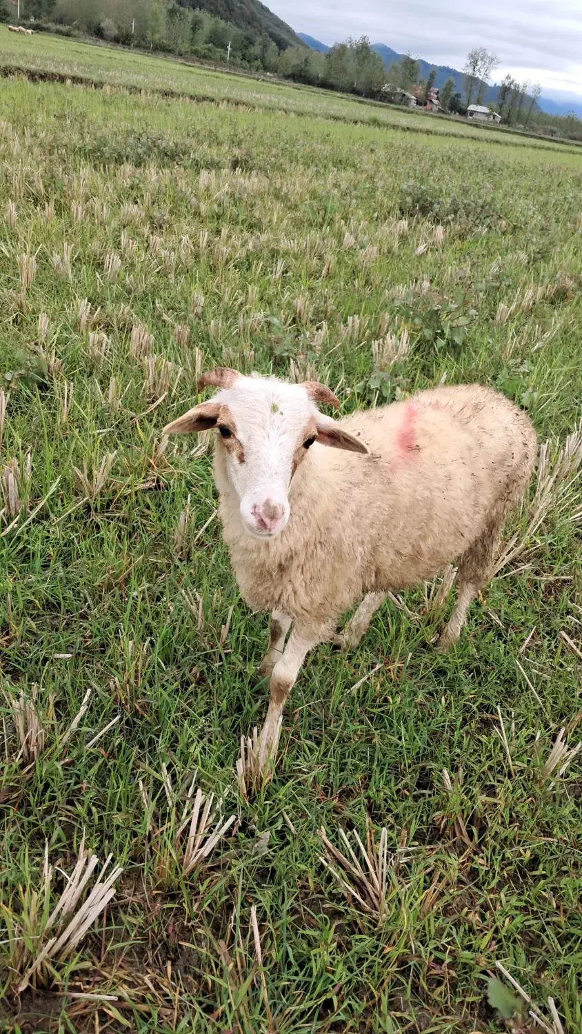 گوسفند نر جوان حدود ۳۵ کیلویی|حیوانات مزرعه|رشت, بازار|دیوار