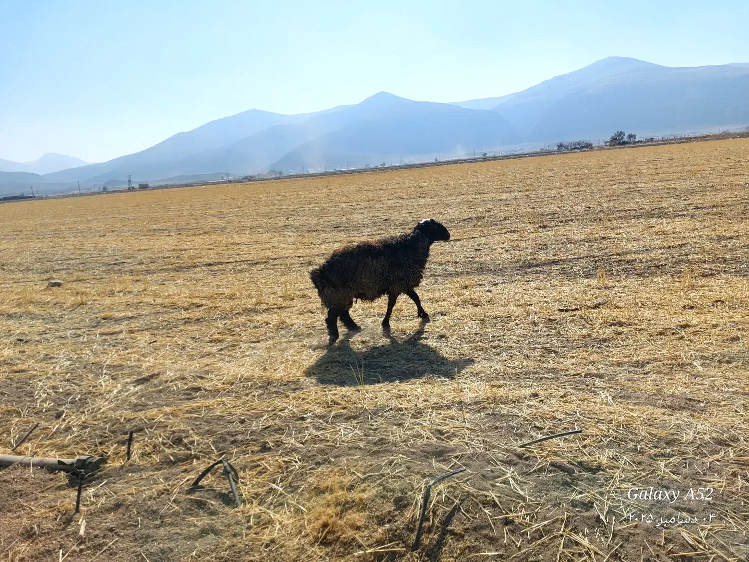 شیشک قوچ جوان|حیوانات مزرعه|پاسارگاد, |دیوار