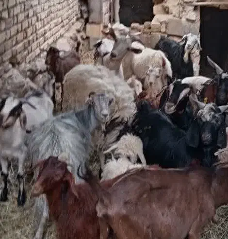 فروش بز|حیوانات مزرعه|مروست, |دیوار