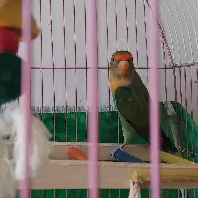 طوطی برزیلی|پرنده|کلاله, |دیوار