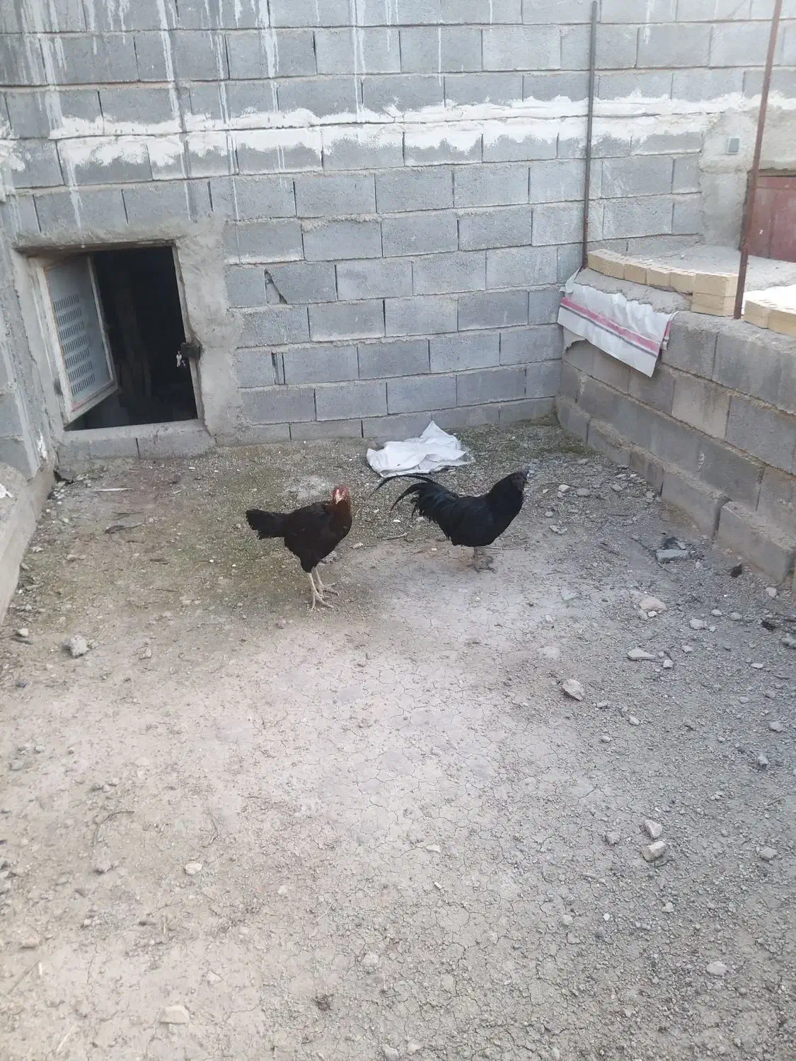 فروش یامعاوضه خروس ایام سمانی بالغ|حیوانات مزرعه|شیراز, کرونی(خاتونک)|دیوار