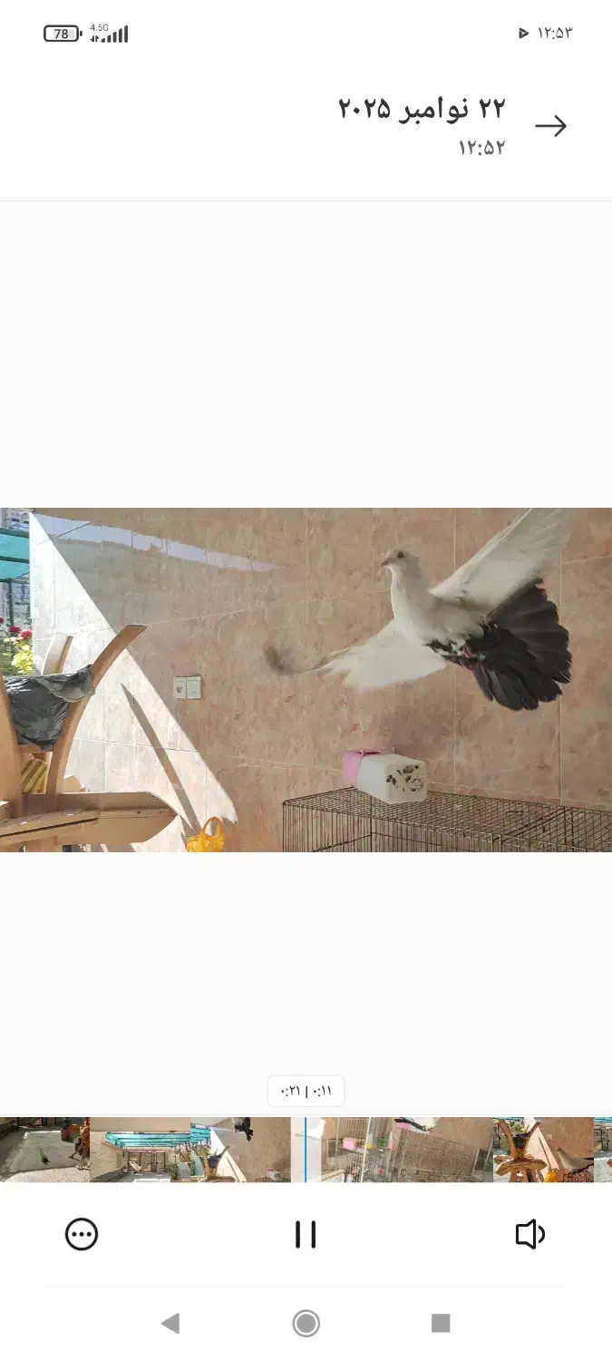 نر دم سیاه|پرنده|صدرا-فارس, فاز ۲|دیوار