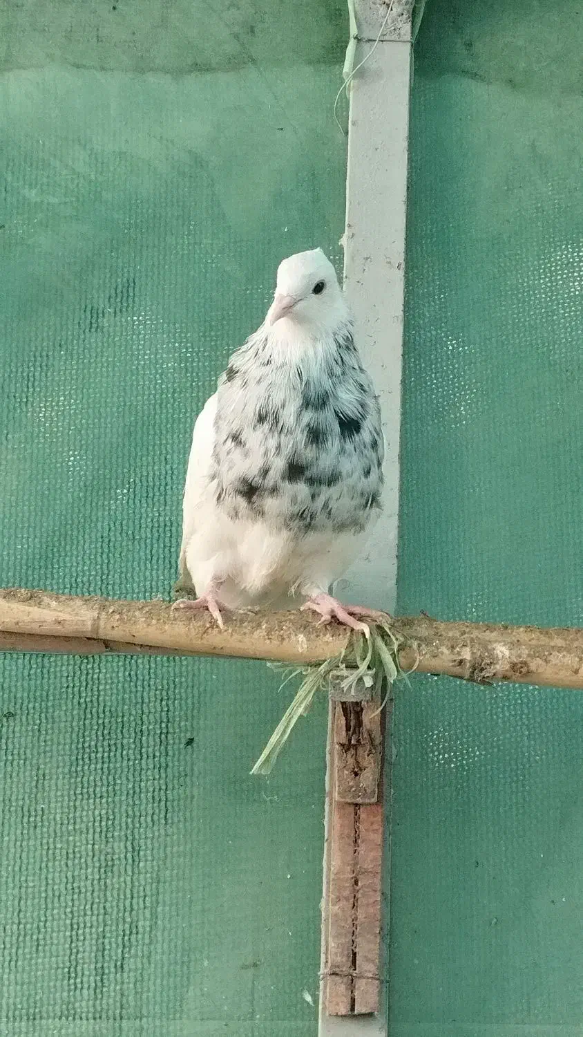 طوقی کرمانشاه|پرنده|رامیان, |دیوار