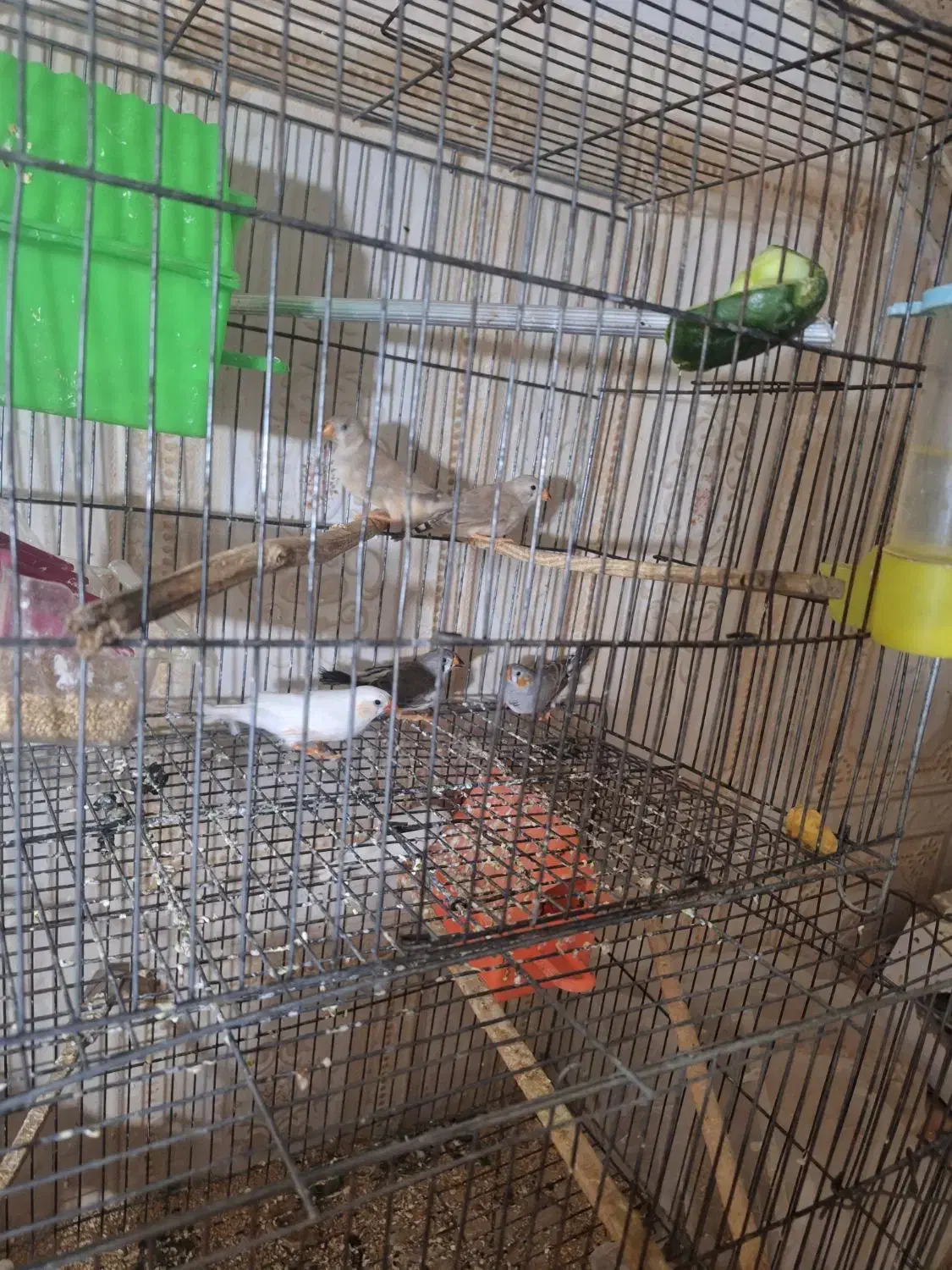 فنچ|پرنده|گتوند, |دیوار