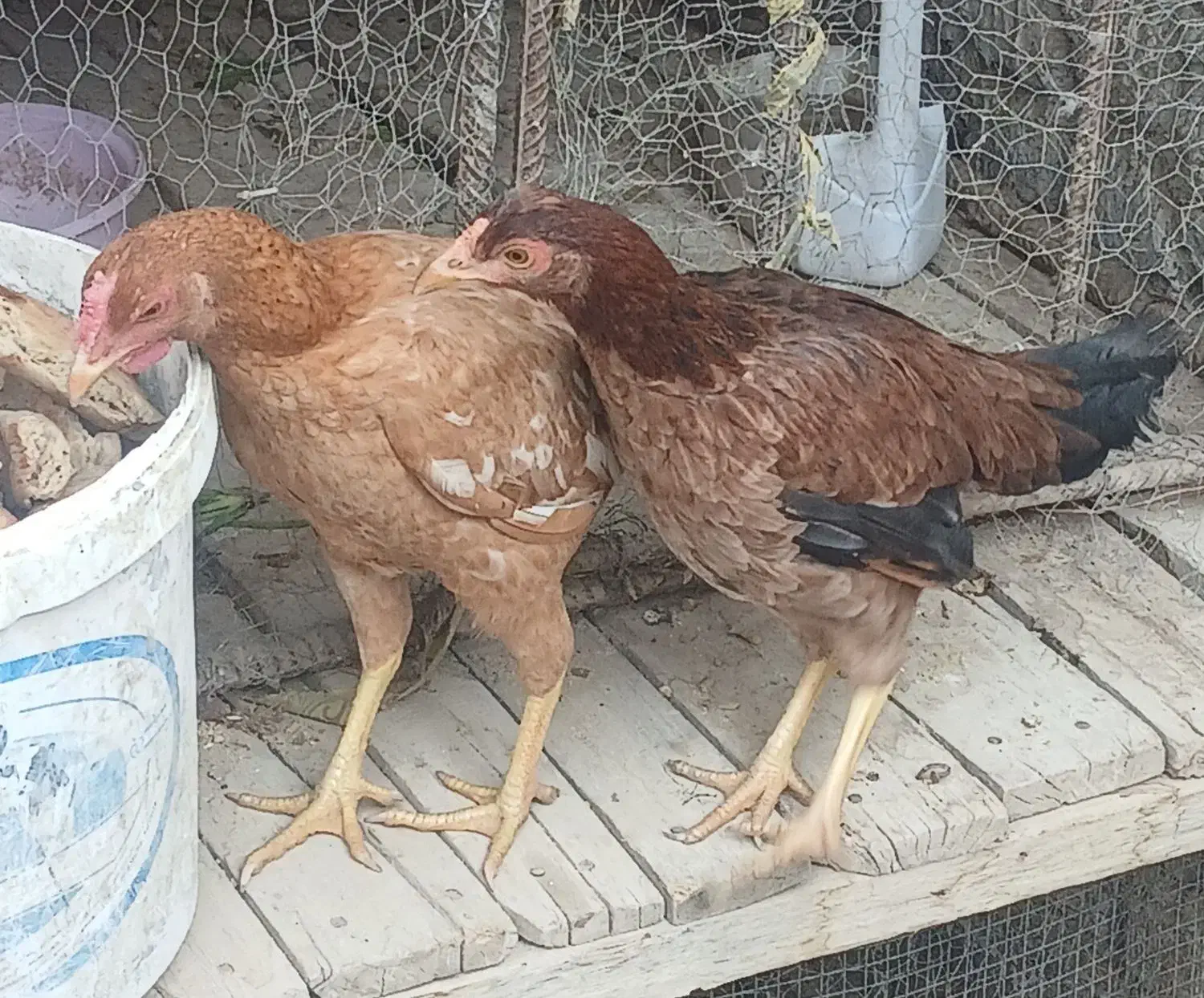 مرغ|حیوانات مزرعه|خاش, |دیوار