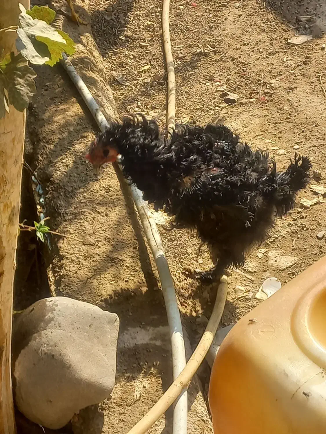 مرغ سیاه فری مادرودختر|حیوانات مزرعه|پاکدشت, پاکدشت (مامازند)|دیوار