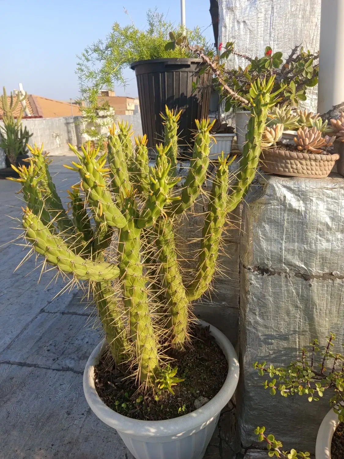 فروش گل های باغچه ای زیبا|گل و گیاه طبیعی|بابل, |دیوار