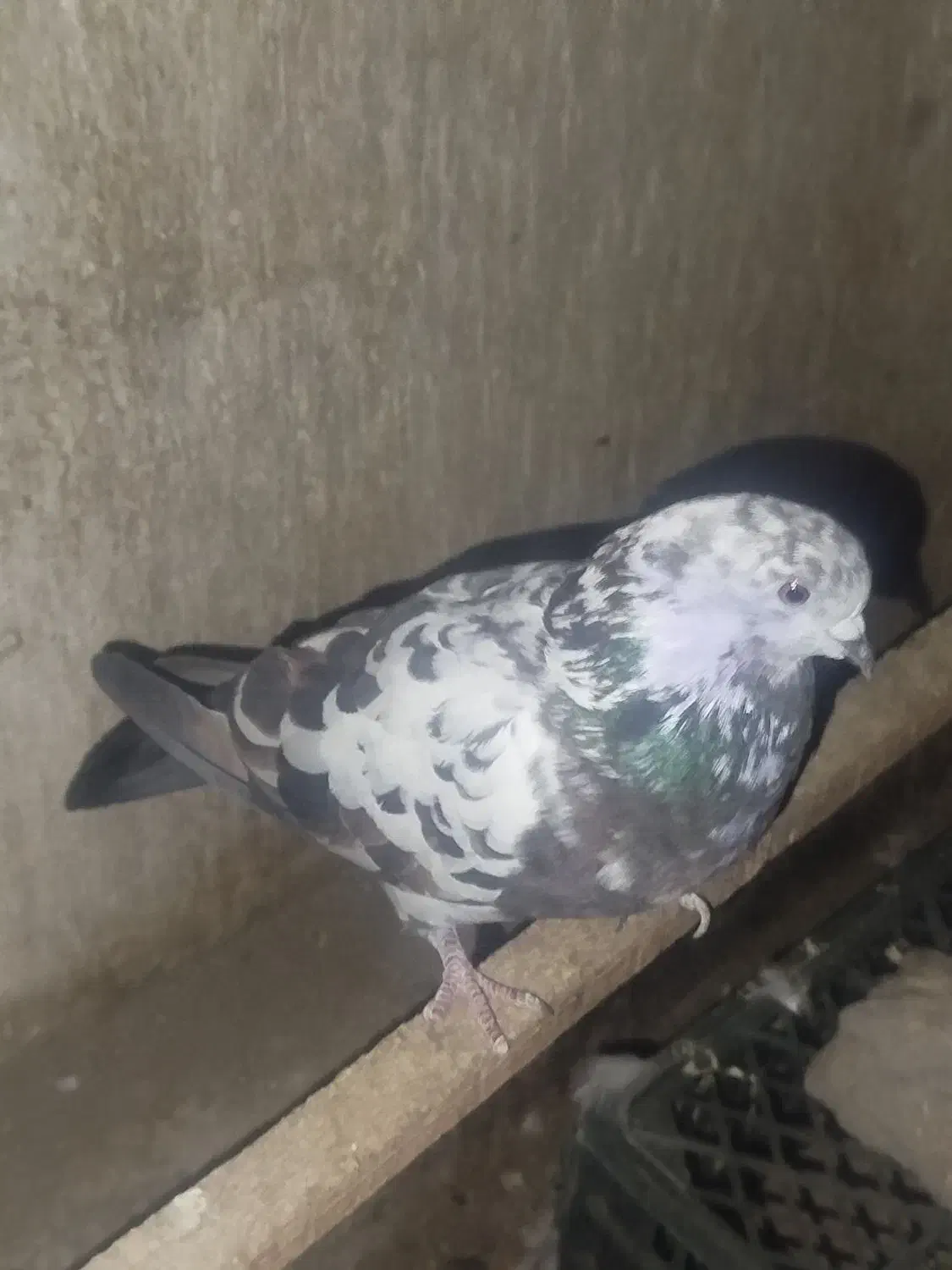 کفتر|پرنده|بهارستان, |دیوار
