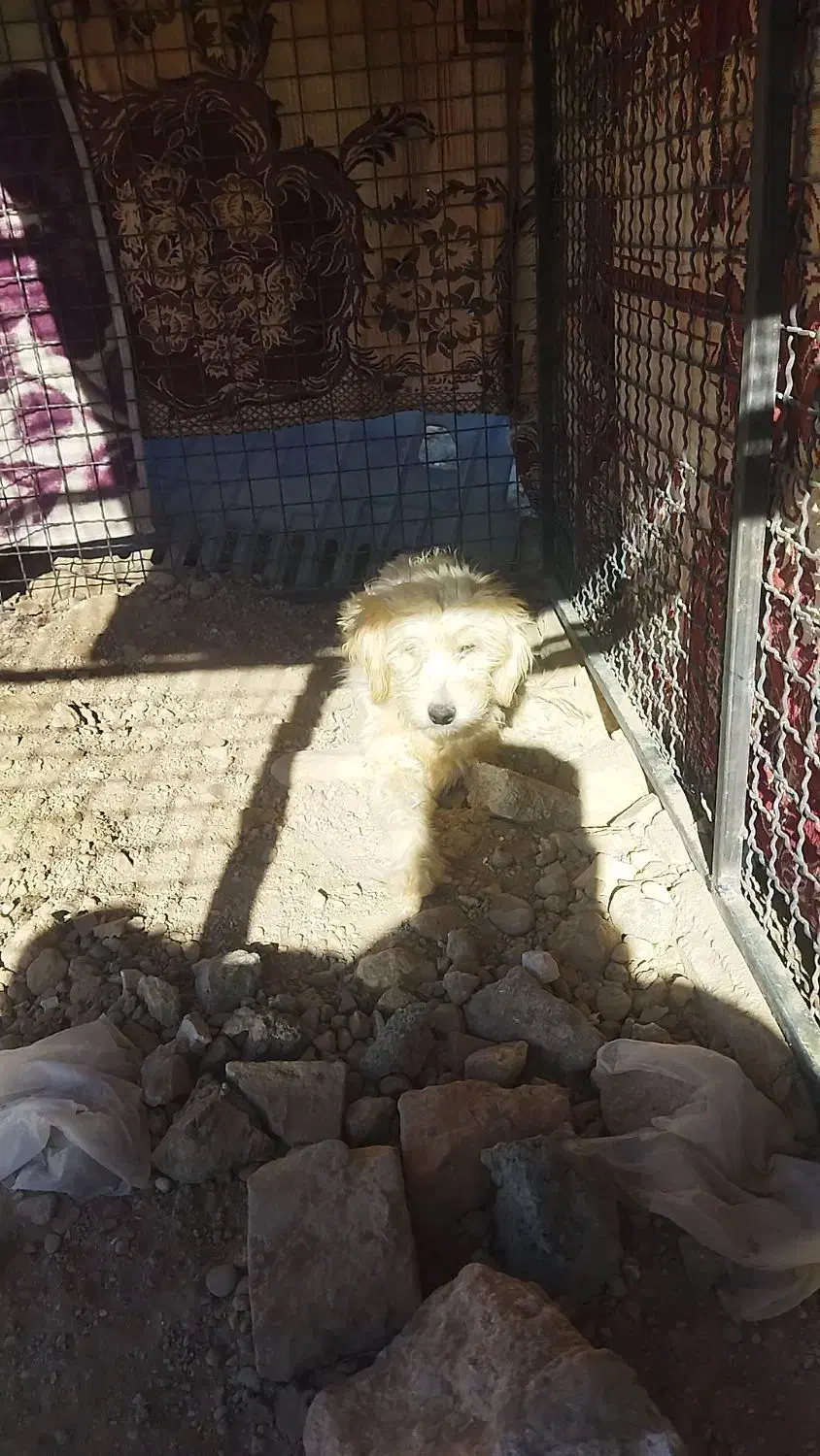 پاکوتاه واگذاری|سگ|کبودرآهنگ, |دیوار