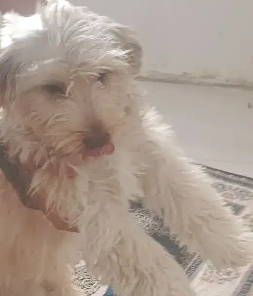 سگ شیتزو|سگ|نیشابور, ۲۲ بهمن|دیوار