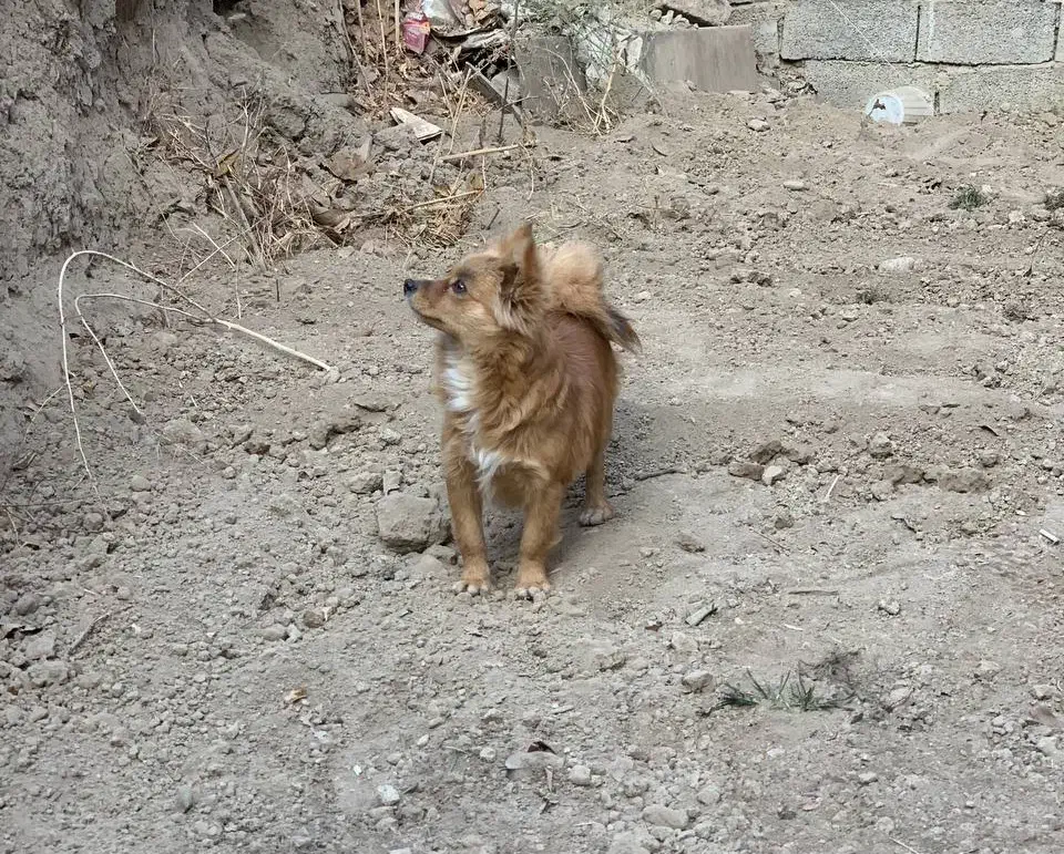 پامر|سگ|فردوسیه, |دیوار