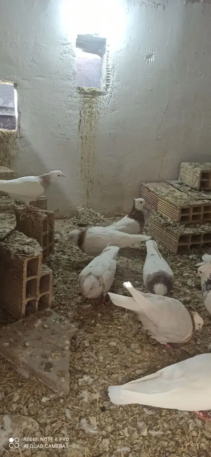 کفتر طوقی|پرنده|نیشابور, مازول|دیوار