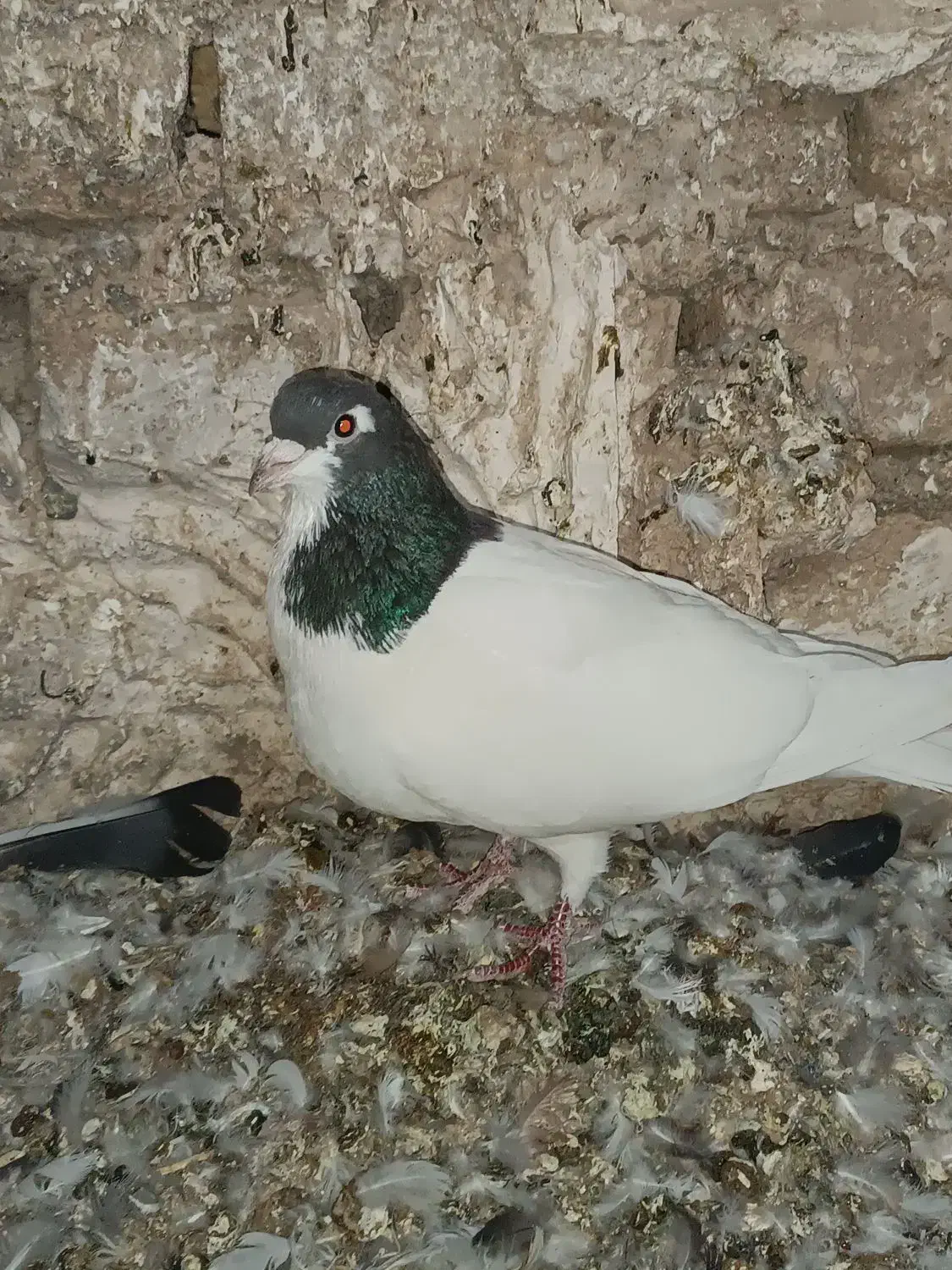 خال نر مست|پرنده|شیروان (خراسان), |دیوار