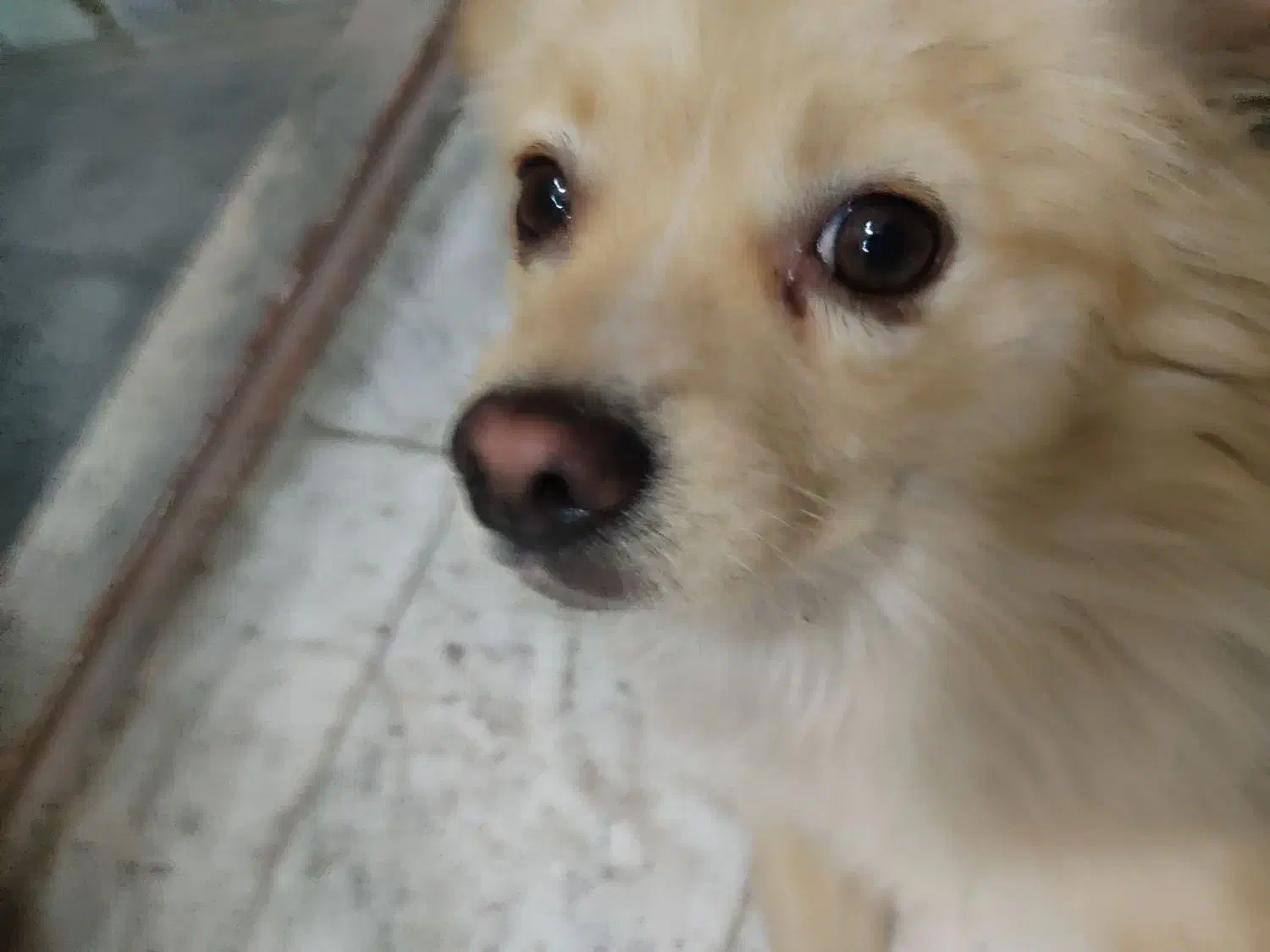 سگ پامر اشپیتز|سگ|بهارستان, |دیوار