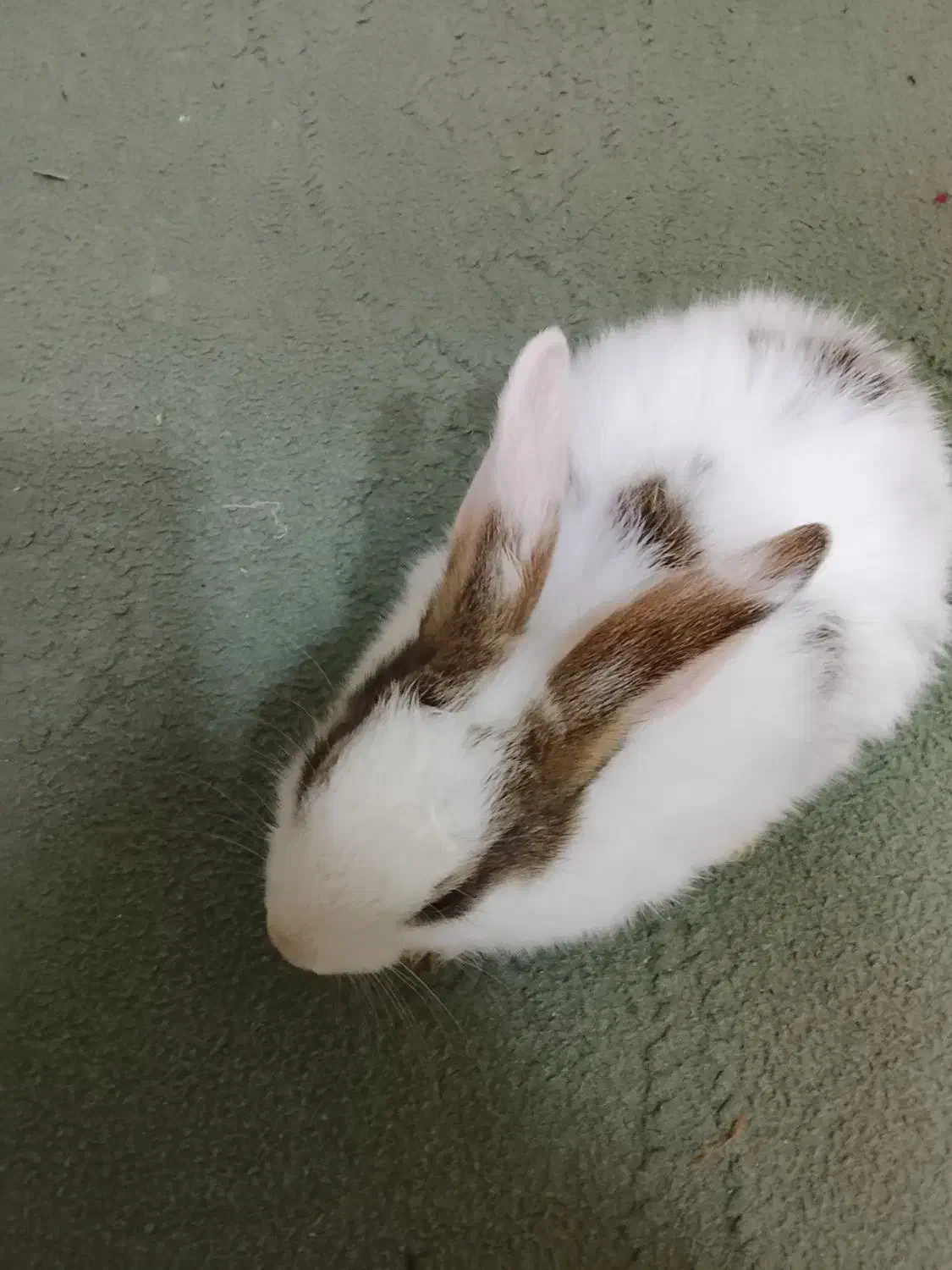 خرگوش خانگی|موش و خرگوش|قشم, |دیوار