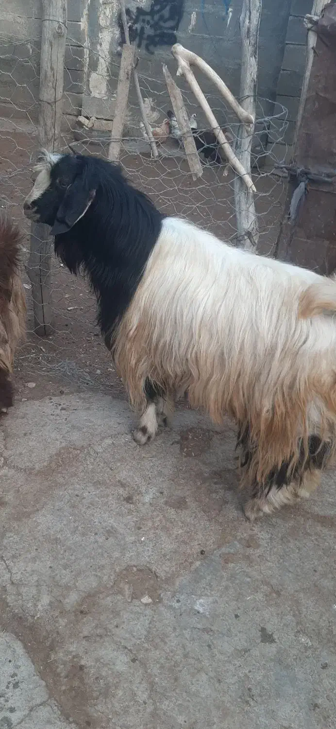 گوسفند|حیوانات مزرعه|کرمانشاه, |دیوار