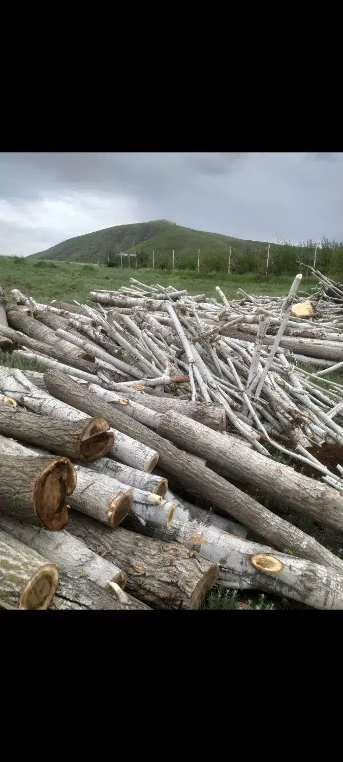 خریدار درخت خشک|خدمات باغبانی و درختکاری|سنندج, |دیوار