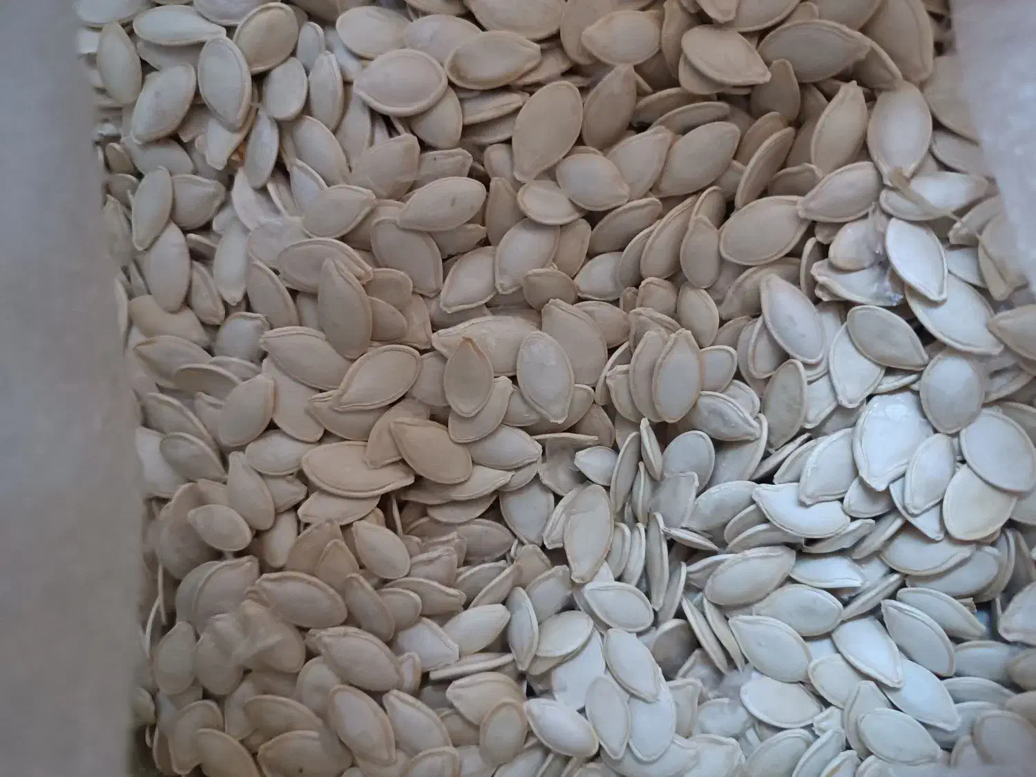 تخم کدوی پر مغز|عمده‌فروشی|آباده, |دیوار