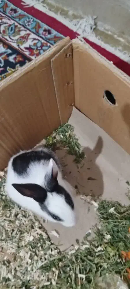 خرگوش فروشی فوری و معاوضه با چیزی که بدردم بخوره|موش و خرگوش|کرج, حیدرآباد|دیوار