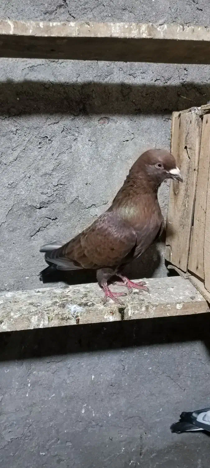 کبوتر|پرنده|کیلان, |دیوار