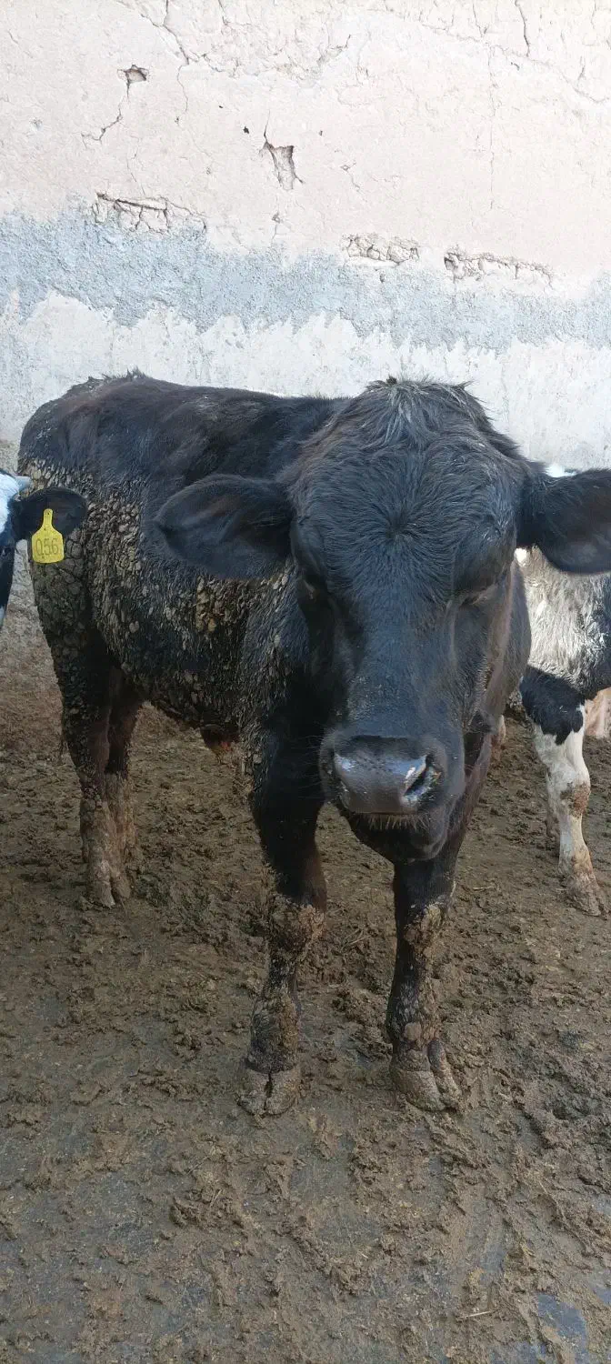گاو|حیوانات مزرعه|سیدآباد, |دیوار