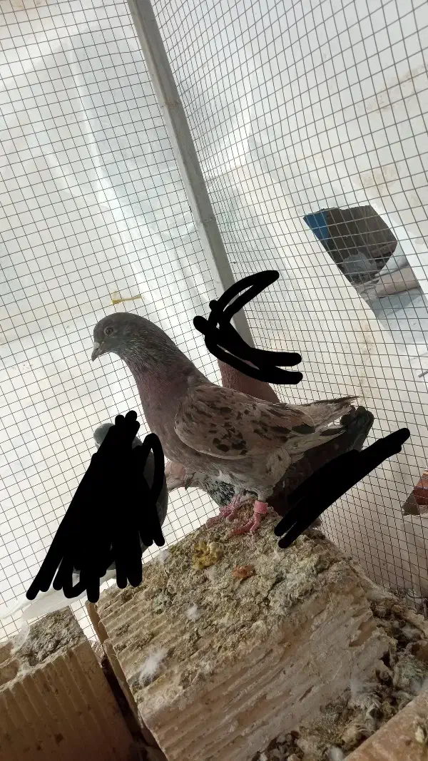 کفتر سرور|پرنده|اصفهان, ارداجی|دیوار