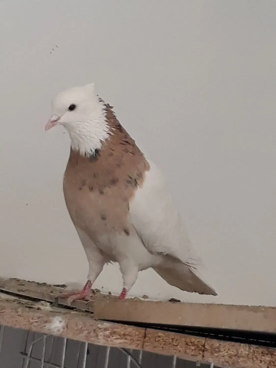 کبوتر طوقی.|پرنده|ابریشم, |دیوار