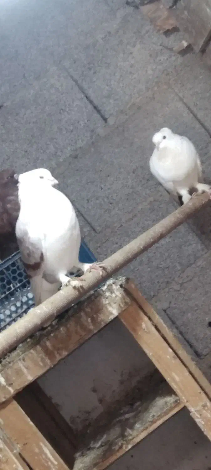 کبوتر|پرنده|شفت, |دیوار