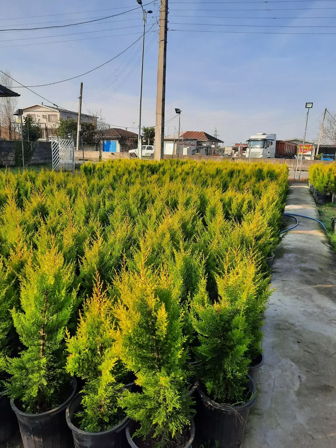 لاوسون سطل ۱۲|گل و گیاه طبیعی|قائم‌شهر, |دیوار