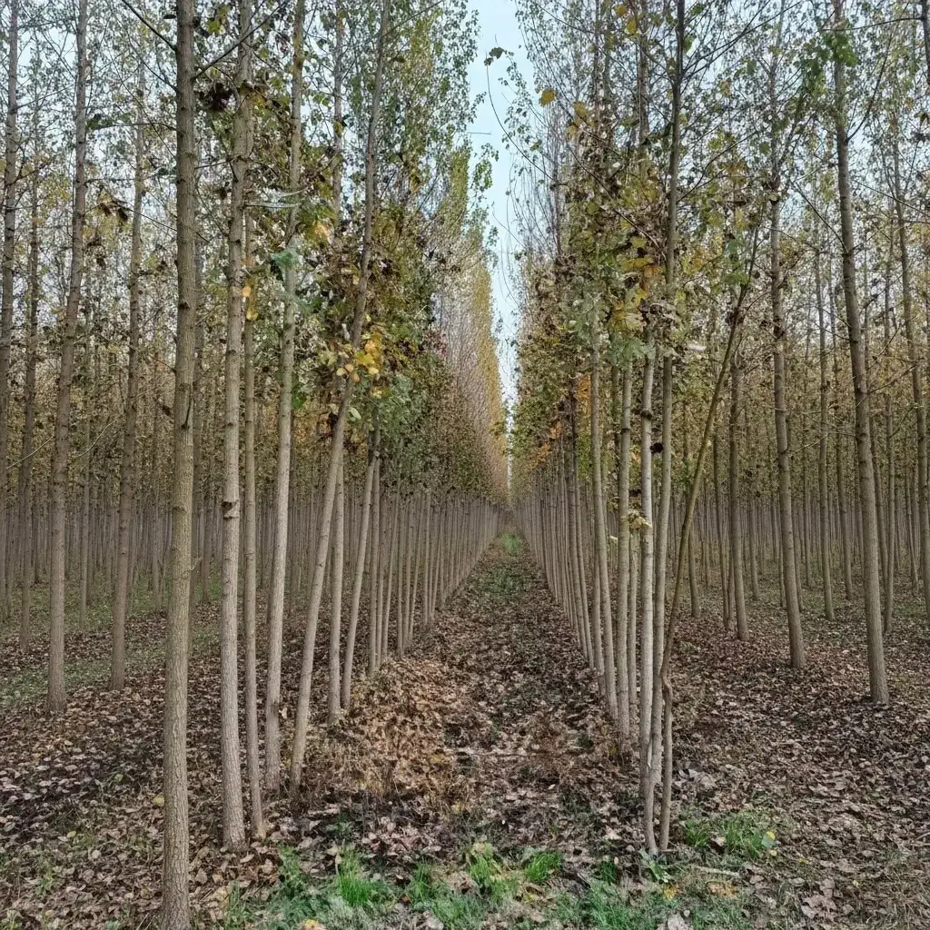 نیگرا ترکیه با کیفیت صادراتی و رشد تضمینی|حراج|گیلان غرب, |دیوار