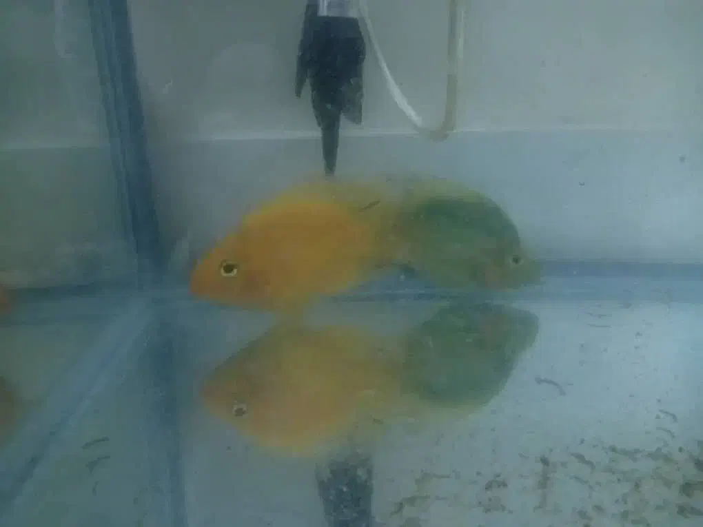 دو عدد ماهی پرت سالم و سرحال|ماهی|تهران, والفجر (افسریه)|دیوار